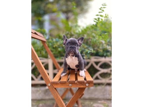 Blue erkek french bulldog yavru
