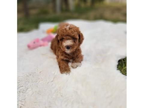 Maltipoo  yavrularımız 