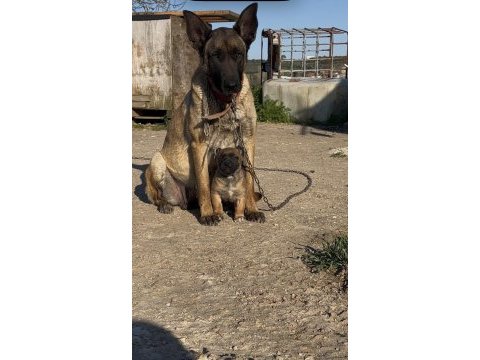 Erkek belçika malinois yavrumuz