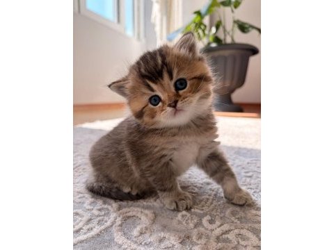 Çok oyuncu safkan british shorthair yavrumuz