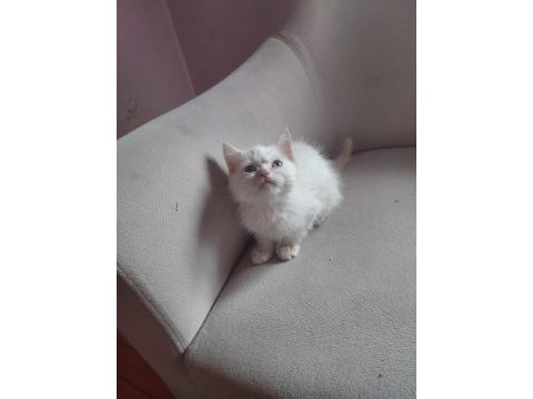 2 aylık british shorthair yavru kedilerimiz