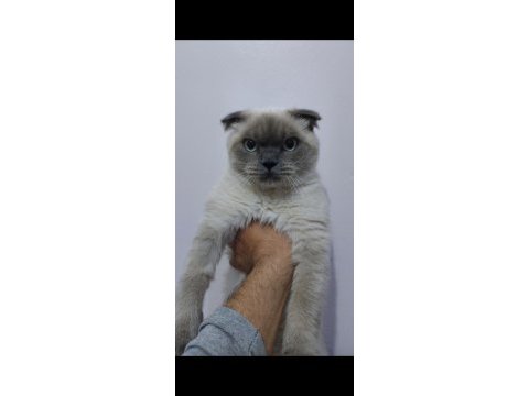 Scottish fold blue point (orijinal) 1 yaşında