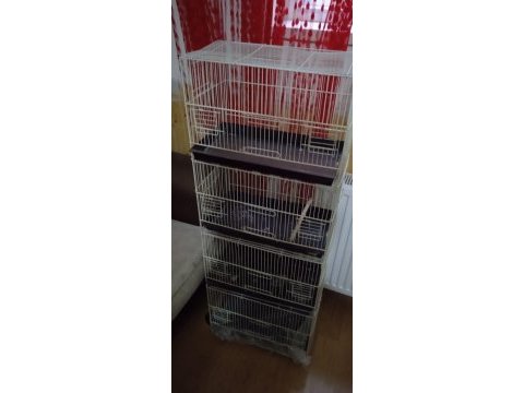 Acil sahiplendirilecek muhabbet kuşu