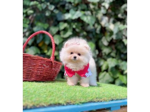 Orjinal pomeranian boo