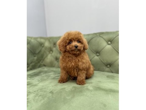 Toy garantili dişi red brown toy poodle yavrularımız