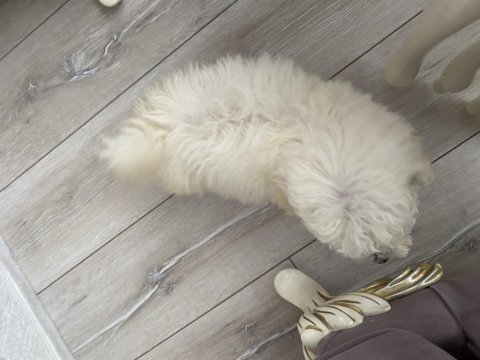 Toy poodle köpeği
