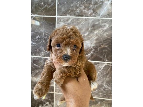Orjinal minyatür toy poodle yavrular 