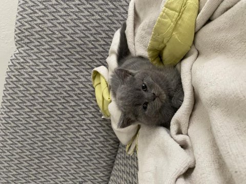 Kedimiz mia yeni yuvasını arıyor
