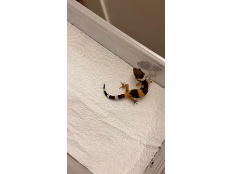 Moph garantili leopard gecko