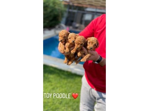 A kalite toy poodle yavruları