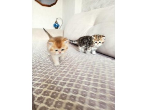 Golden british shorthair bebekler a kalite