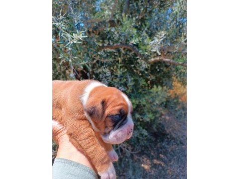 Orijinal boxer yavruları