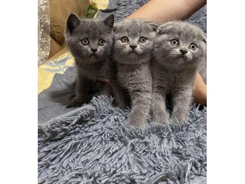 British shorthair blue bebekler