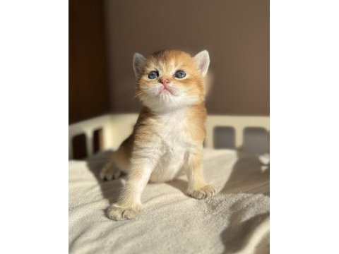 Ny11 ny12 mükemmel kalite golden british shorthair