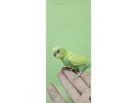 Ele alıştırmalık yavru