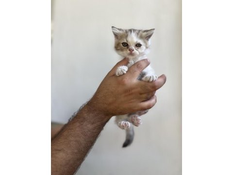 Irk ve sağlık garanti belgeli british shorthair yavruları