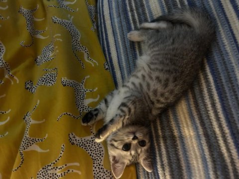 Uysal oyuncu sevgi delisi british shorthair