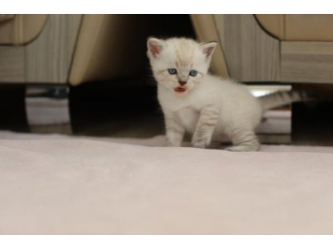 British shorthair ile longhair yavrusu