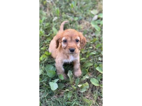 Cocker köpeğim firuzeye yuva arıyorum
