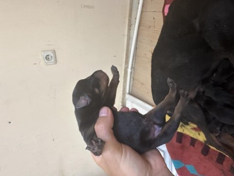 Yavru doberman