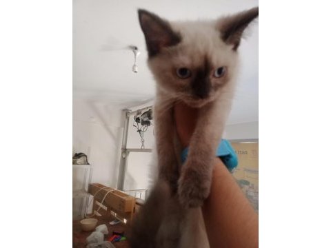 Scottish fold yavrularımız yeni sahibini bekliyor