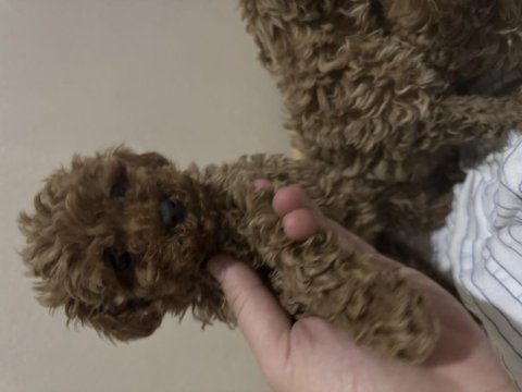 3 dişi ve 1 erkek toy poodle