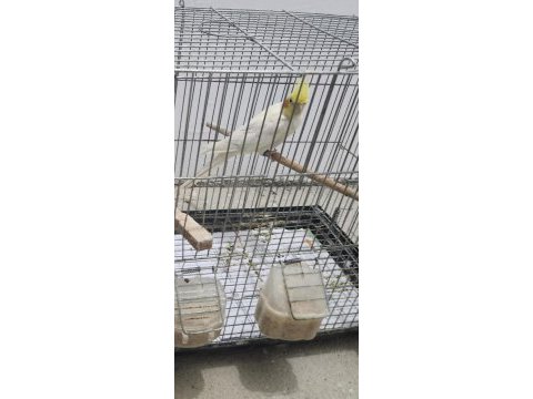 Lutino kırmızı göz erkek sultan papağanı mavi bilezikli