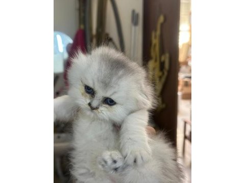 Bristh shorthair ve scotih fold yavrularimiz