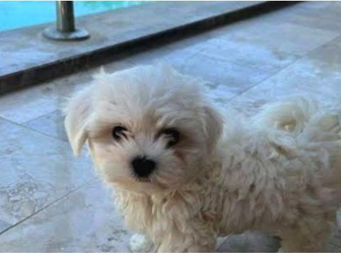 Mini boy maltese yavrularımız