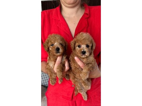 Apricot red renk toy poodle yavrular