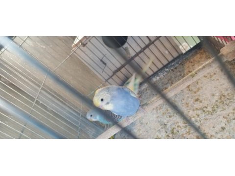 Yeni yeme inmiş yavru bebek muhabbet kuşlar