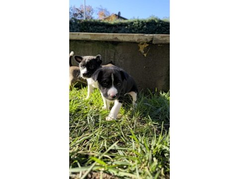 Basenji cins yavru köpekler özel ırk türkiyede yoktur