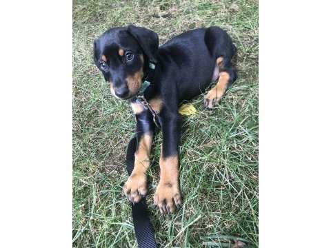 Sağlık ve ırk garanti dobermanlar