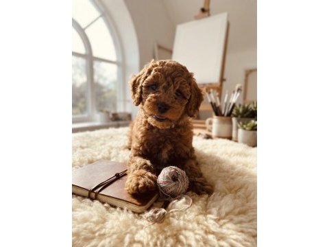 Toy poodle köpekleri için ulaşın