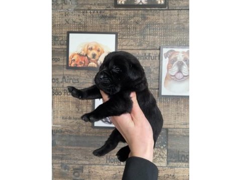 Safkan labrador yavruları