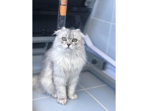 Çiftleşmek için dişi eş arıyor scottish fold