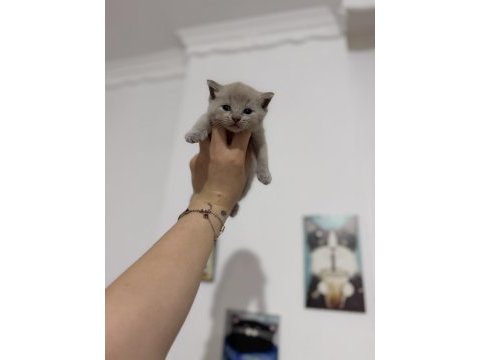 Latte bebek kediler rezerveye açıktır