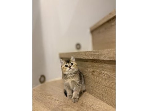 Brıtısh shorthair golden yavrularım 