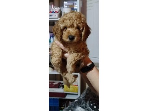 Toy poodle 2 aylık ev üretimi yavrularımız