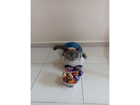 British shorthair blue point kedi sahiplendirilecektir