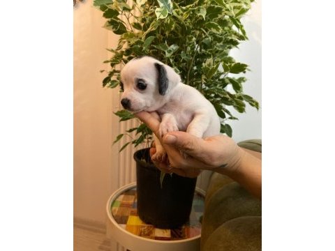 2 aylık chihuahua (şivava) yavruları