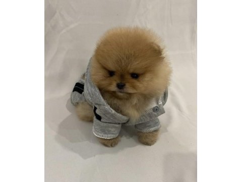 Mükemmel ayı surat pomeranian boo