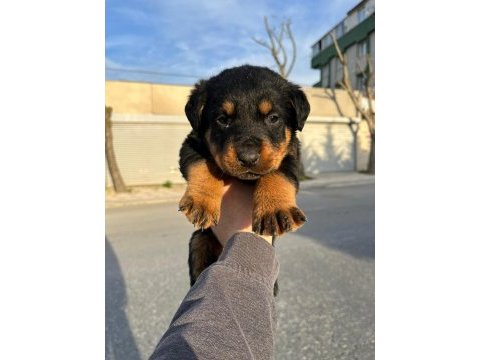 2 erkek ve 1 dişi koca kafa rottweiler yavrular