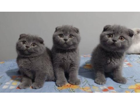 Elit patiler farkıyla scottish fold yavrular