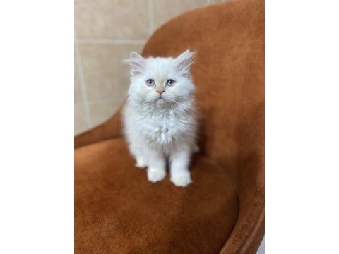 Harika gen british longhair red point