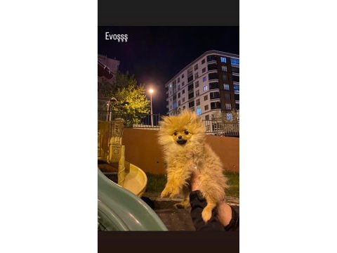 Pomeranian boo 4.5 aylık