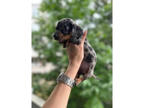 Show kalite sosis köpek yavrularımız