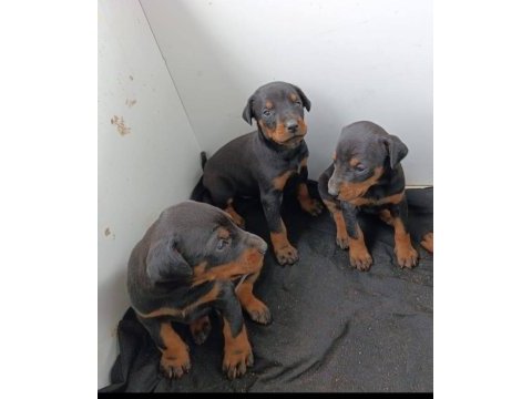 Şecereli safkan doberman