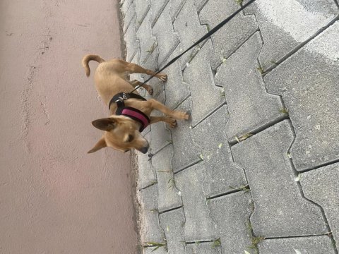 10 aylık şivava