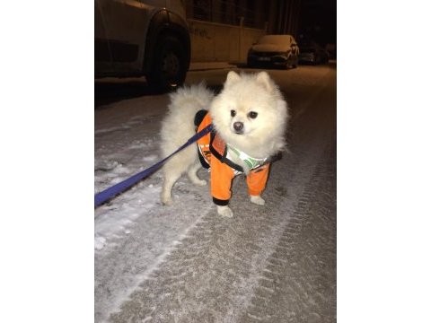 Pomeranian boo oğlumuz